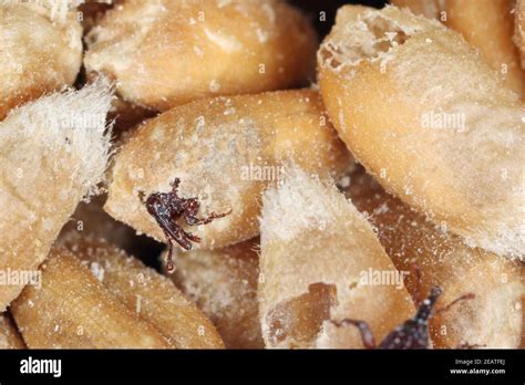 Wheat Weevil Sitophilus Granarius Beetle On Damaged Grain Stock Photo