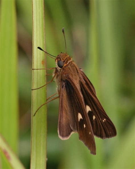 Ocola Skipper Butterflies And Skippers Of Gsmnp Inaturalist Australia