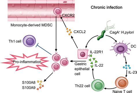 A Proposed Model Of Cross Talk Among Helicobacter Pylori Dendritic