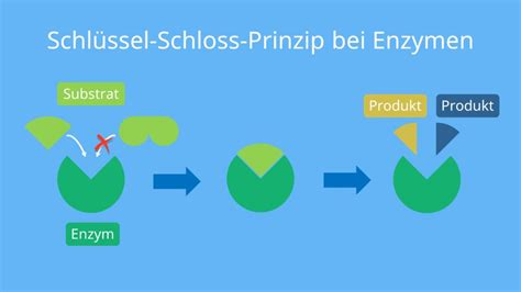 Enzyme Definition Aufbau Und Funktion Mit Video