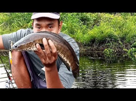 Cuaca Mendung Ikan Gabus Nya Semakin Ganass Youtube