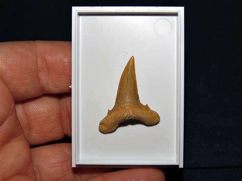 Eocene Striatolamia Macrota Shark Teeth 22