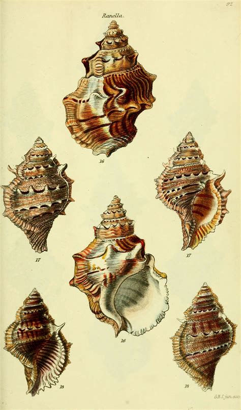 Sea Life Shells Flickr