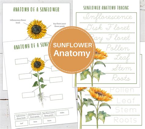 SUNFLOWER Anatomy Poster, Labeling and Tracing Activity, Homeschool ...