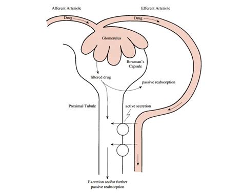 Renal Excretion