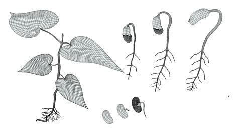 Process Of Seed Germination - FlippedNormals