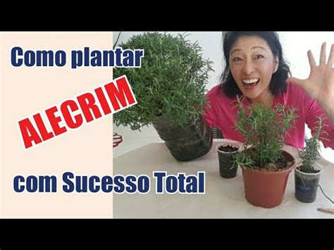 Guia Completo Como Plantar Mudas De Alecrim Em Casa