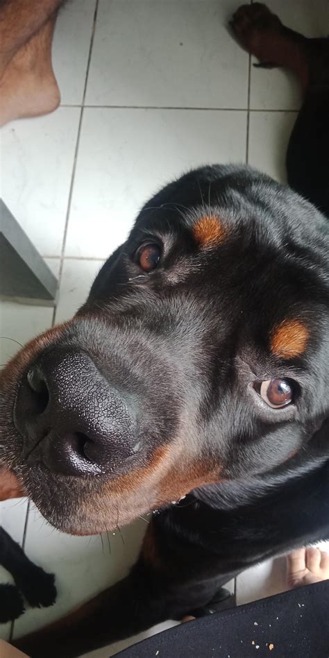 This is what happens when your rott asks for food. : r/Rottweiler