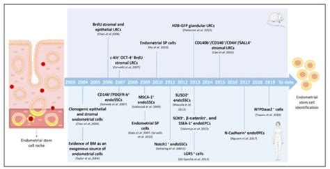 Stem Cells And The Endometrium Encyclopedia Mdpi