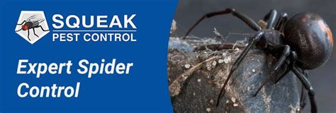 Spider Control Brisbane 0482077672 Professional Pest Exterminators