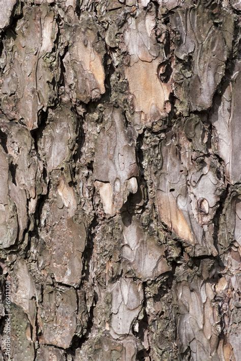 Tree bark Stock Photo | Adobe Stock