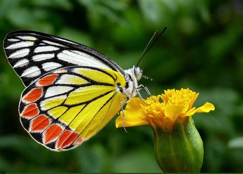 Nice Pictures Of Beautiful Butterflies Of Different Colors