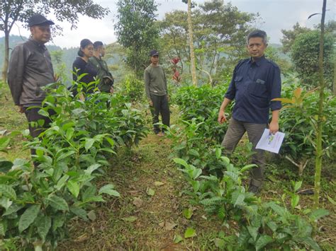 BPSBP Balai Pengawasan Dan Sertifikasi Benih Perkebunan