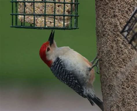 8 Types Of Woodpeckers In Maryland The Ultimate Guide