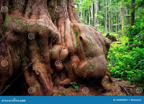 Ancient Western Red Cedar At Avatar Grove Port Renfrew Vancouver