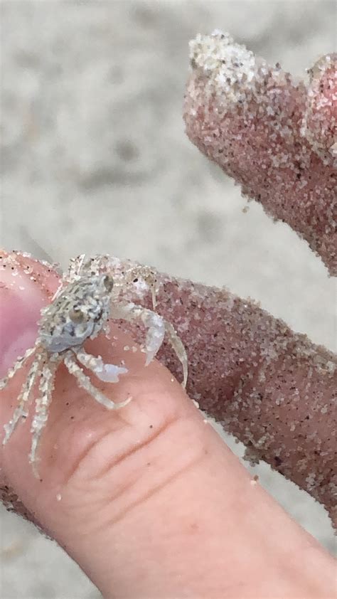 Baby Ghost Crabs