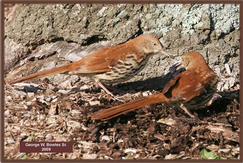 Brown Thrasher By George W Bowles Sr Hardy Lake In Scott Flickr