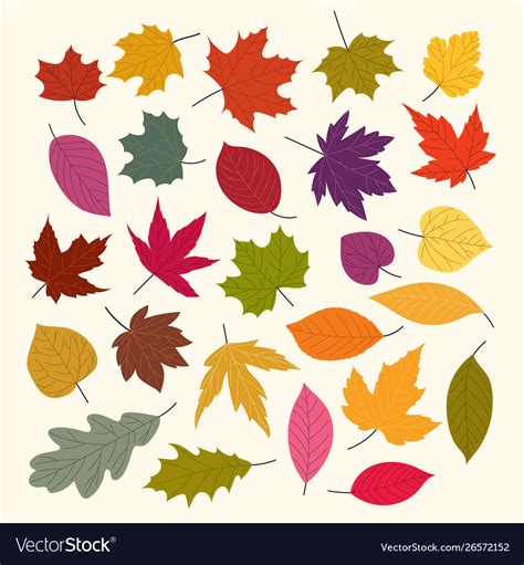 Different Autumn Leaves Collection Isolated Vector Image