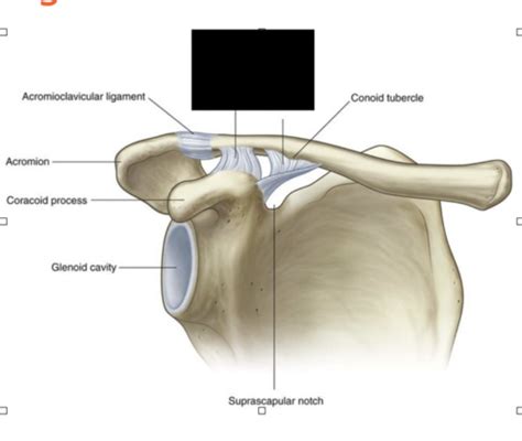 Upper And Lower Limb Joints Flashcards Quizlet