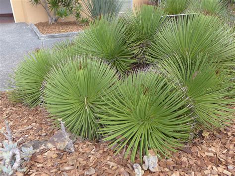 Agave Stricta The Hedgehog Agave I Like This Species Lo Flickr