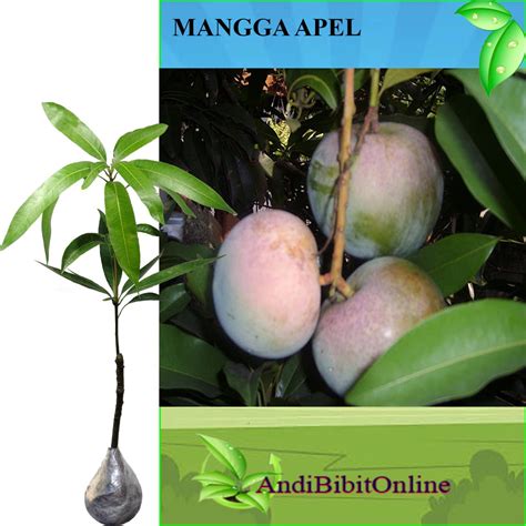 Jual Tanaman Mangga Apel Bibit Mangga Apel Shopee Indonesia