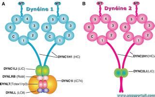 Connexion Cytoplasmique D Finition Et Explications