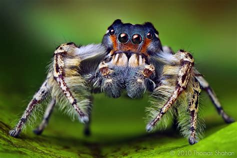 Macro Photos Of Cute And Cuddly Jumping Spiders By Thomas Shahan