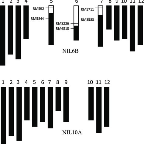 Graphical Genotypes Of The Near Isogenic Lines NIL6A NIL6B NIL10A