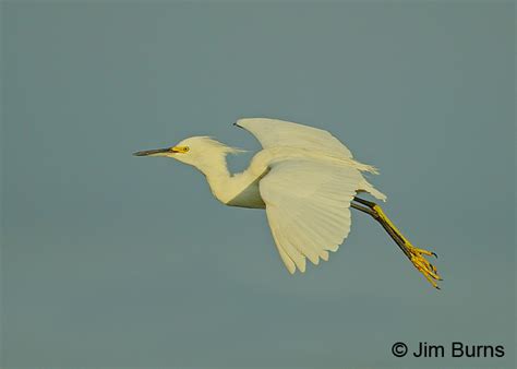 Snowy Egret