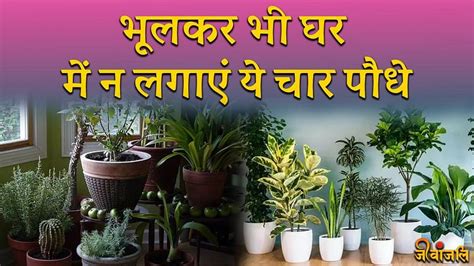 Unlucky Plants भूलकर भी घर में न लगाएं ये चार पौधे माने जाते हैं बेहद अशुभ Jeevanjali