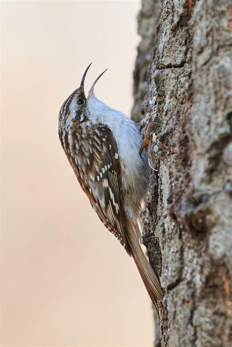 Birds Of New York Browncreeper