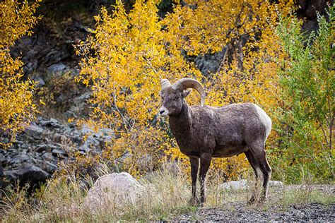 Rocky Mountain Bighorn Ram Photograph By Jeff Mollman Fine Art America