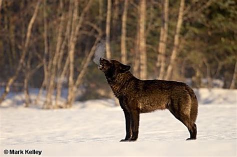 Black Wolf, "Romeo", Alaska – Image 2550Mark Kelley | Mark Kelley