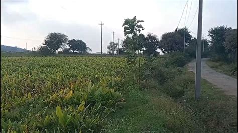 2 Acre Agriculture Land For Sale Near Gundalpet 8197434359 Youtube