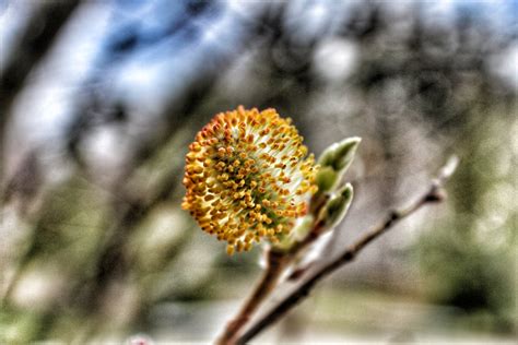 Pussy Willow Smithsonian Photo Contest Smithsonian Magazine