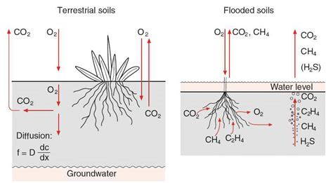 Root Respiration Involves The Uptake Of Oxygen Entering The Soil Mainly