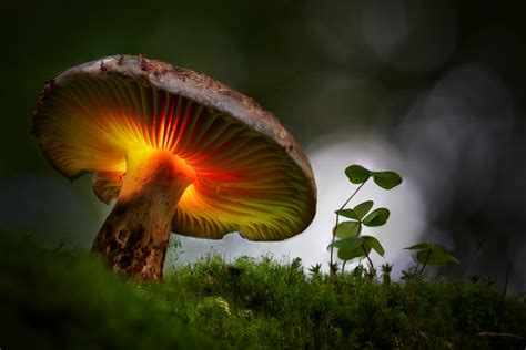 The Ultimate Mushroom Light Painting Masterclass Dirk Ercken Images