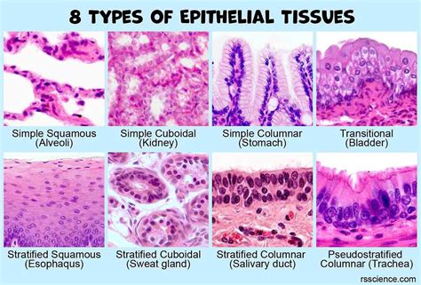 Simple Epithelium Histology These Kinds Of Epitheliums Are Above