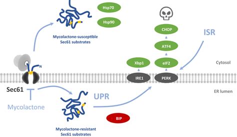 Proposed Mechanism For Mycolactonemediated Cytotoxic Activity