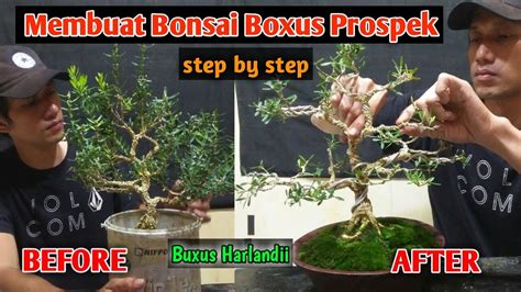 MEMBUAT BONSAI BOXUS HOW TO MAKE BUXUS BONSAI BUXUS HARLANDII