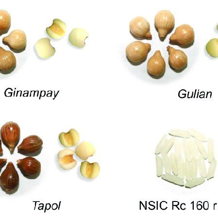 Gelatinization property and cooking time of rice and adlai varieties. | Download Scientific Diagram