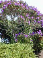 Como Plantar E Cuidar Da Arvore Quaresmeira Tibouchina Granulosa