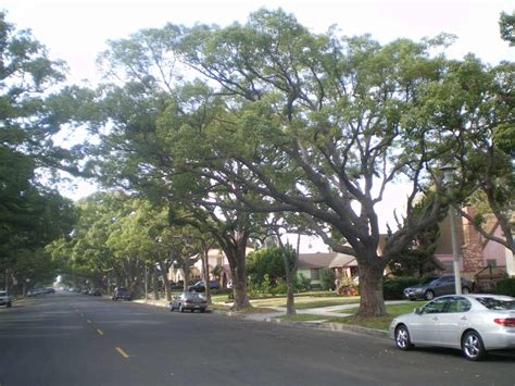 The Camphor Tree Guide To Growing And Care Mk Library