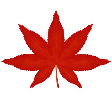 Red Japanese Maple Leaf Watercolor Illustration 27389268 Png
