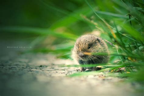 Baby Vole by DREAMCA7CHER on DeviantArt