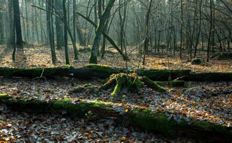 Deciduous Stand Of Bialowieza Forest In Autumn Stock Photo Download