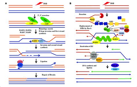 Hypothetical Model Comparing Recombination Repair In Nucleus And