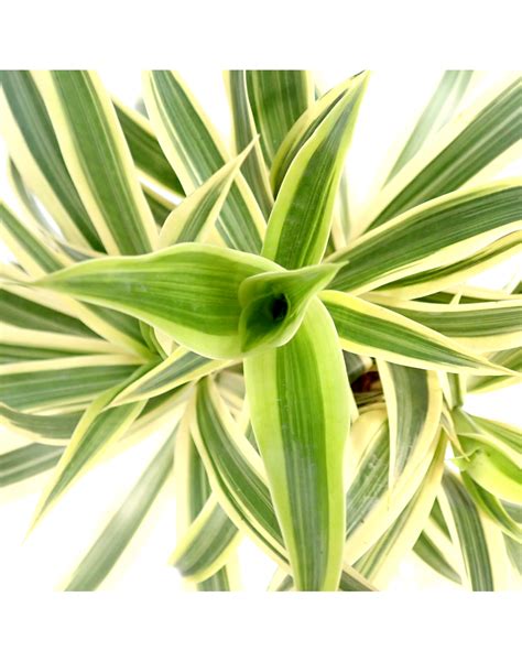 Dracaena Reflexa Song Of India