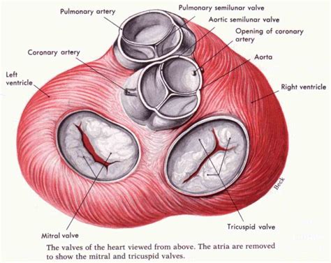 Heart Valve Names Diagram Heart Valve Bicuspid Valves Blood