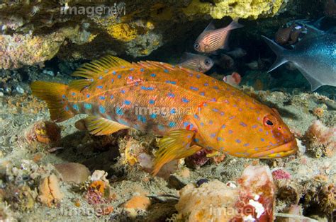 【珊瑚礁 サンゴ 水産動物 水中 生物学 生物海洋学】の画像素材64033664 写真素材ならイメージナビ